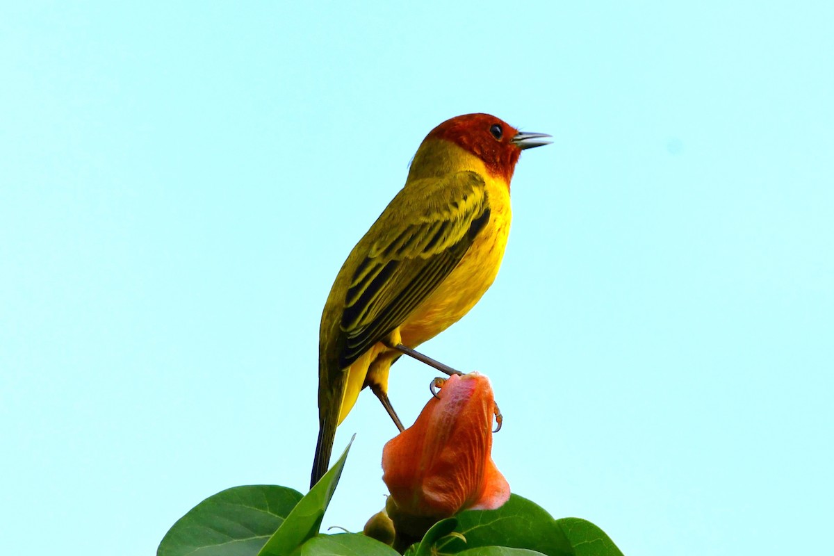 Yellow Warbler (Mangrove) - ML625504148