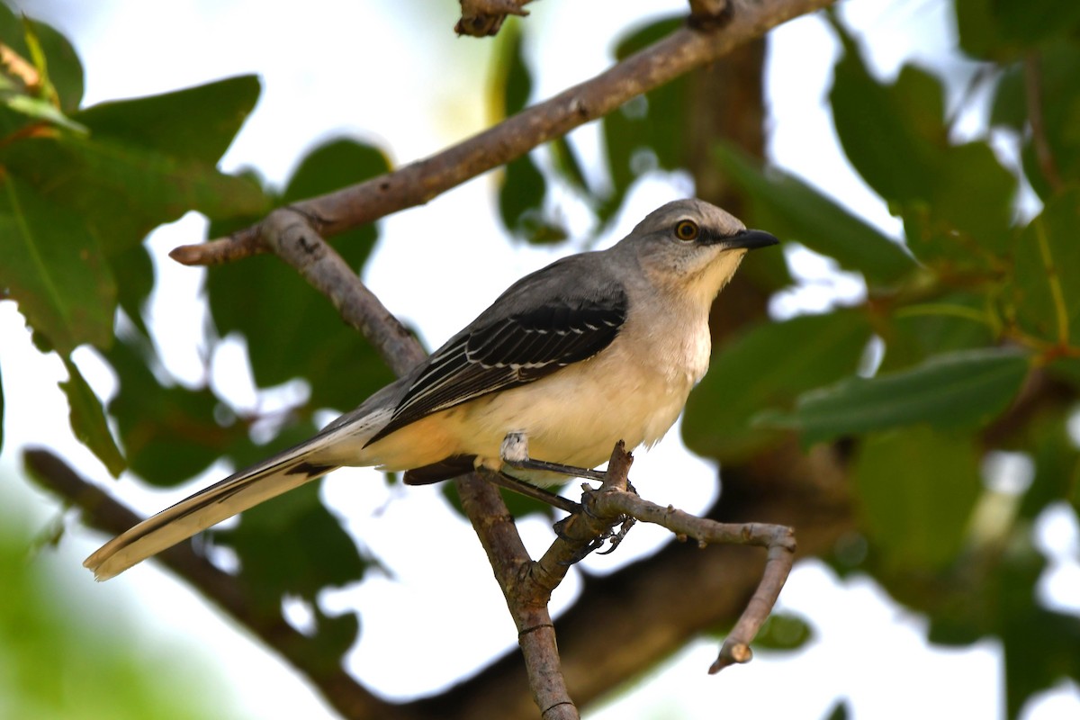 Tropical Mockingbird - ML625504155