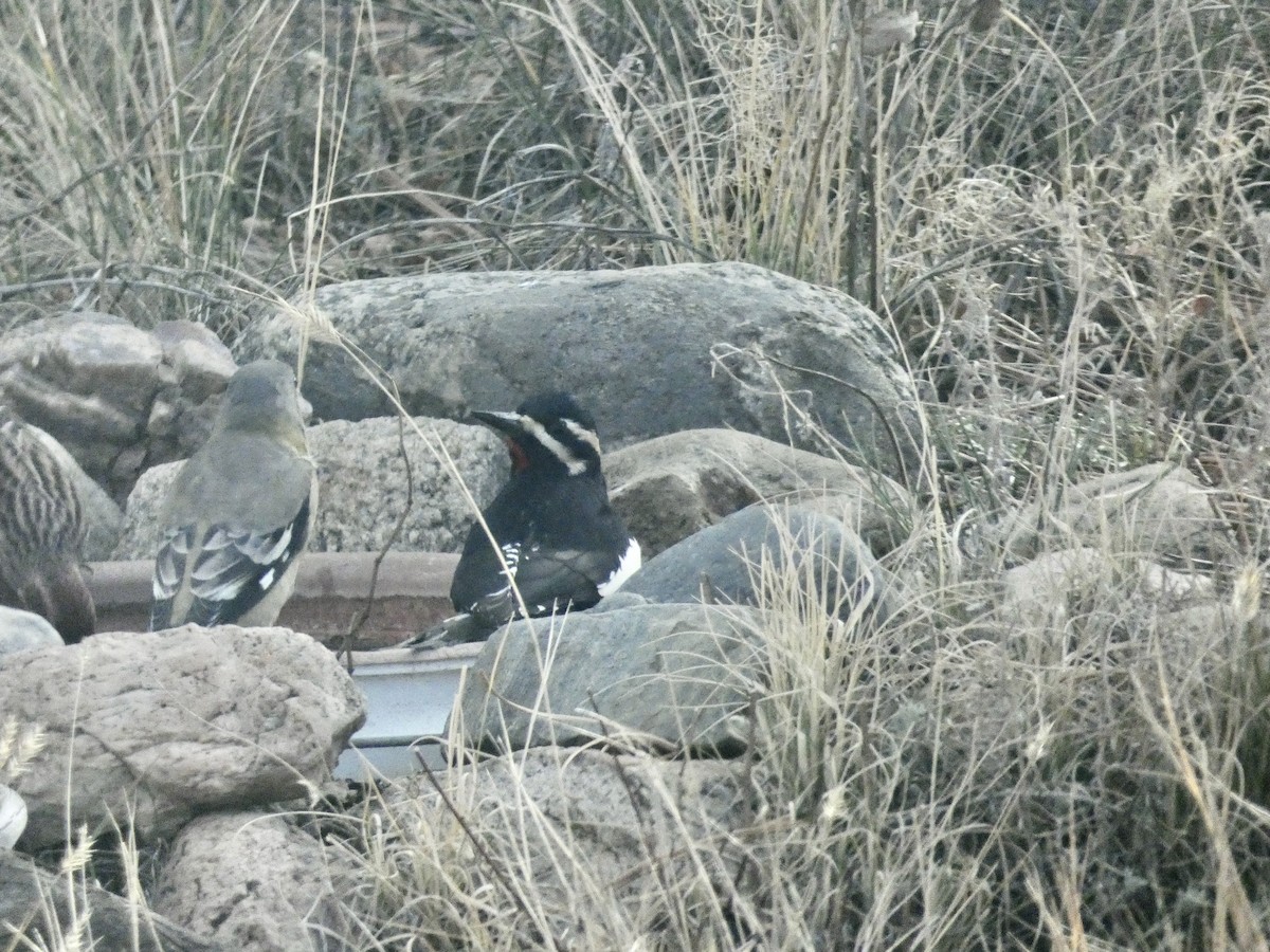 Williamson's Sapsucker - ML625504351