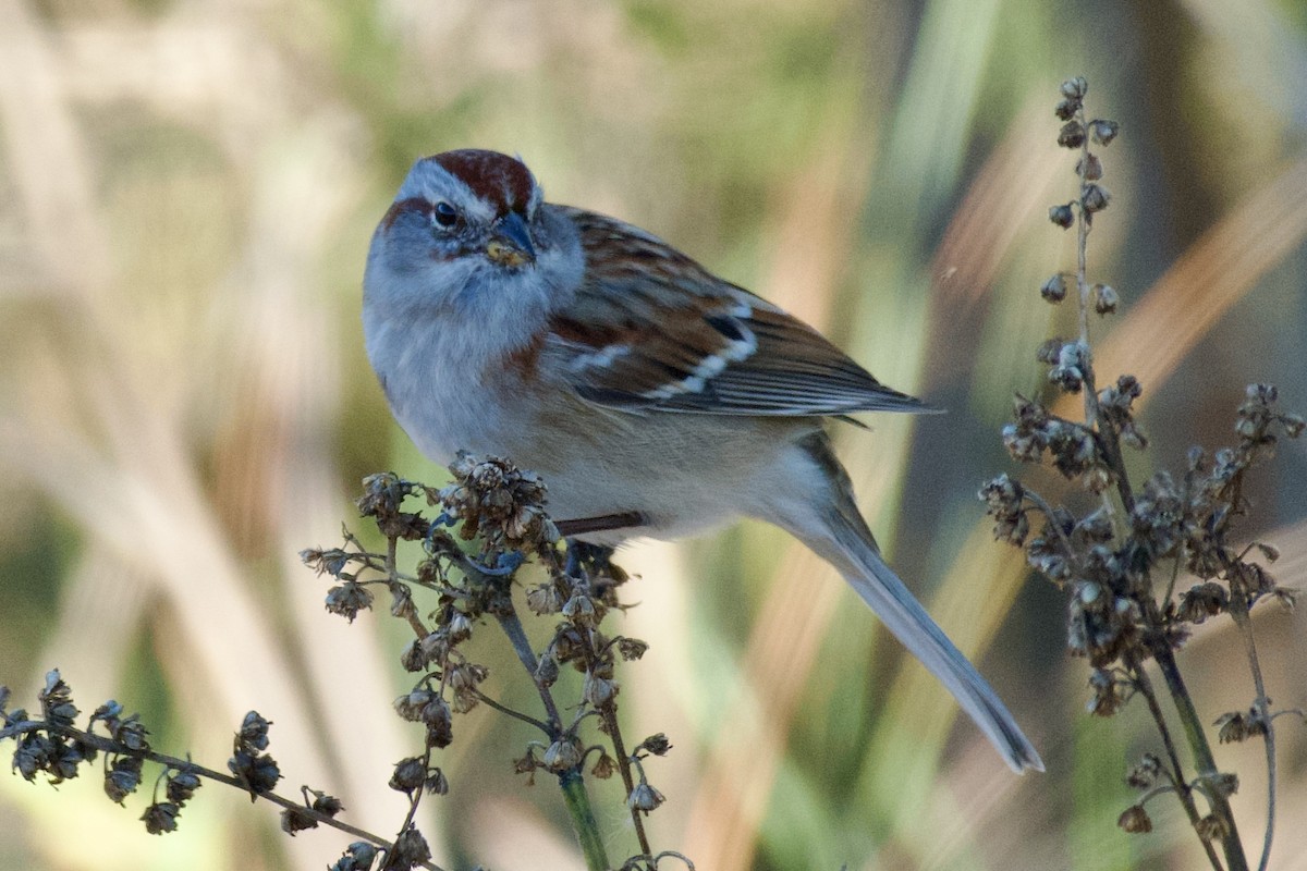 American Tree Sparrow - Brad Smith