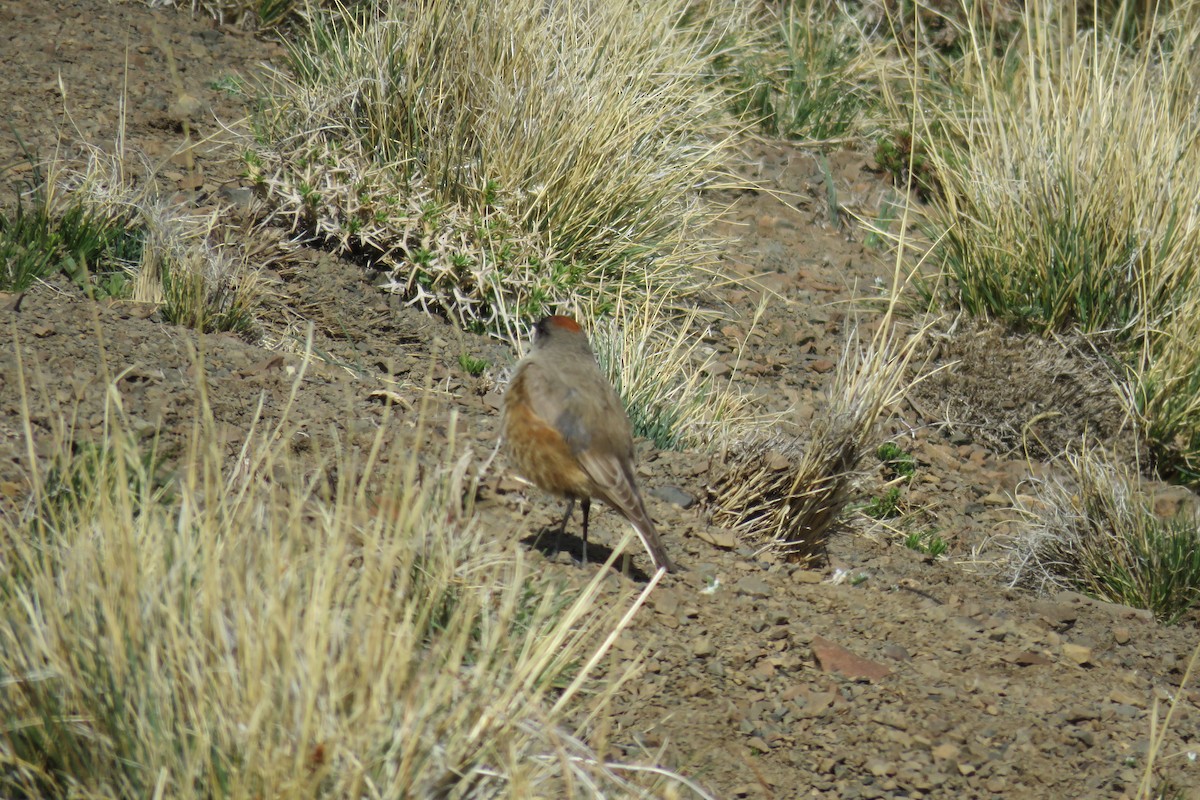 Cinnamon-bellied Ground-Tyrant - ML625504402