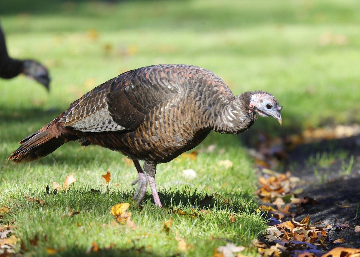 Wild Turkey - ML625504412