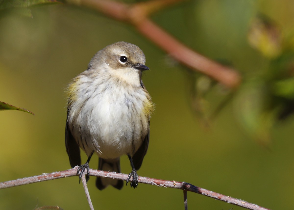 Yellow-rumped Warbler - ML625504436