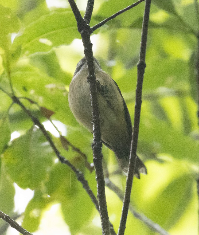 Brown Gerygone - ML625504440