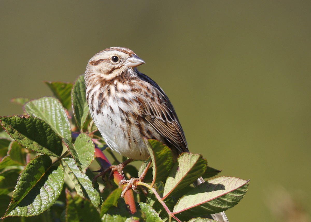 Song Sparrow - ML625504448
