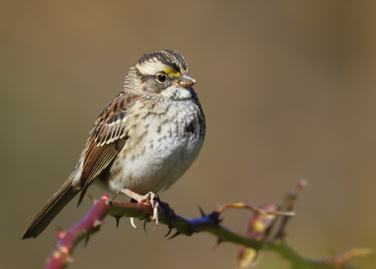 White-throated Sparrow - ML625504453