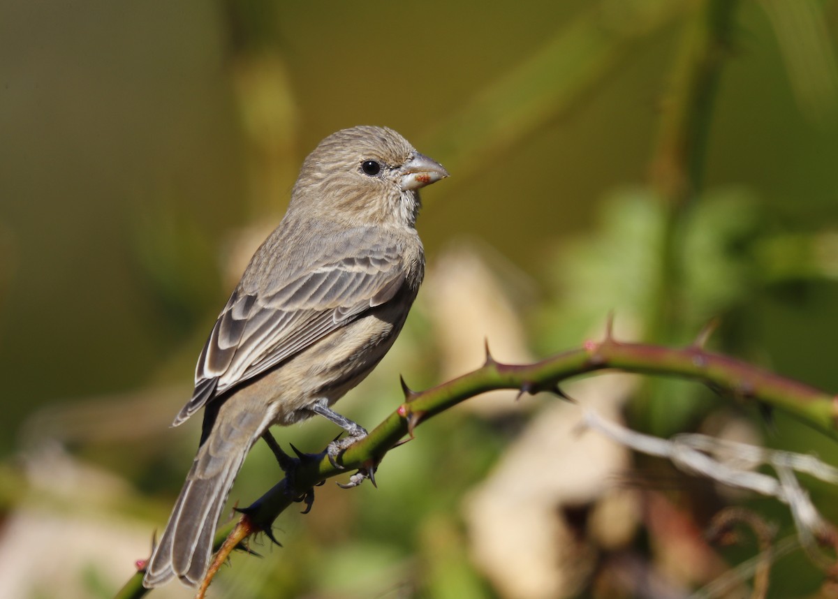 House Finch - ML625504464