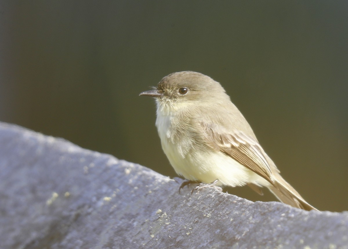 Eastern Phoebe - ML625504482