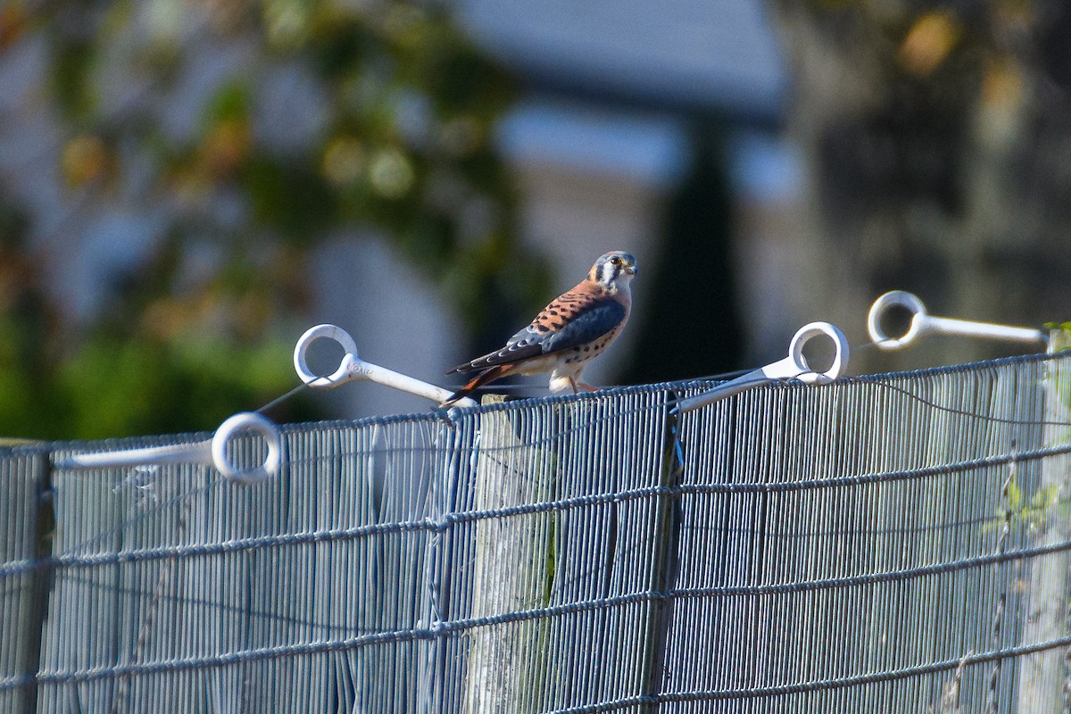 American Kestrel - ML625504546