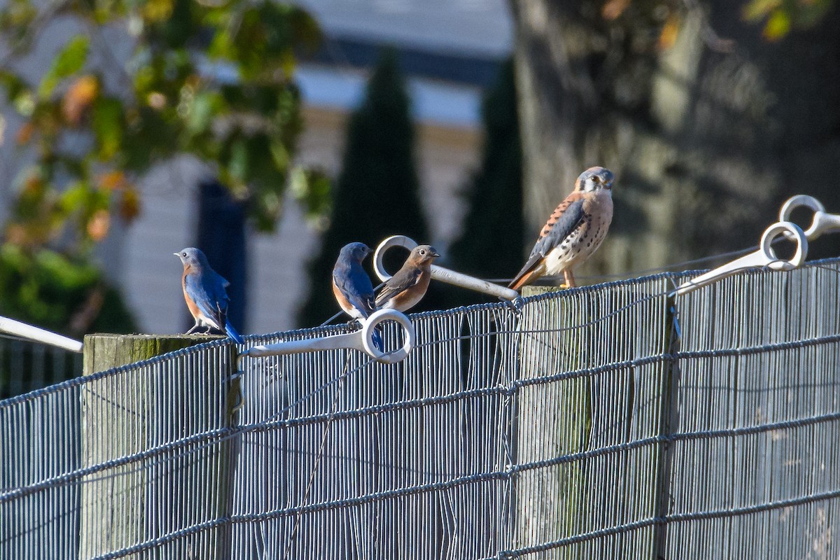 American Kestrel - ML625504554