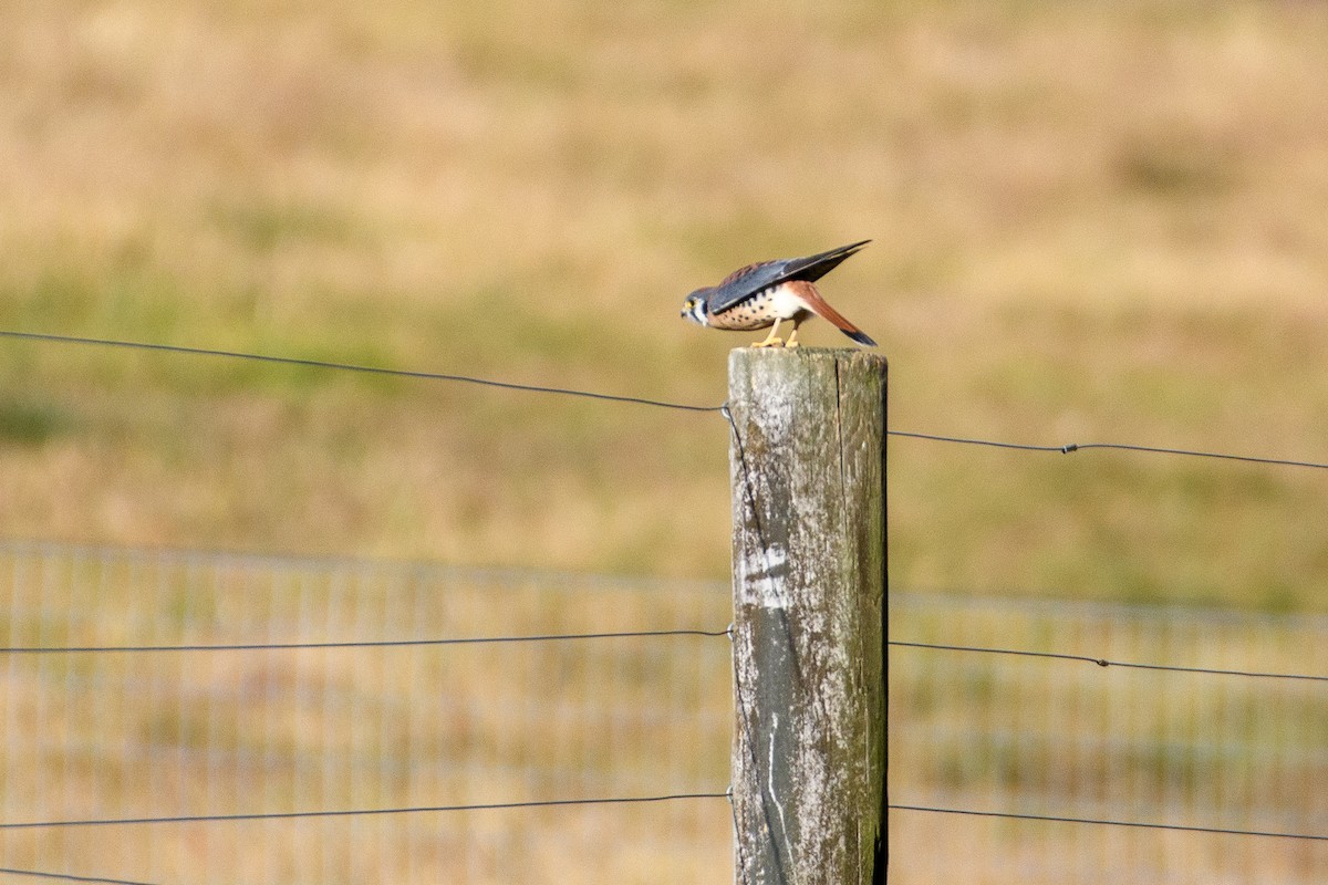 American Kestrel - ML625504564