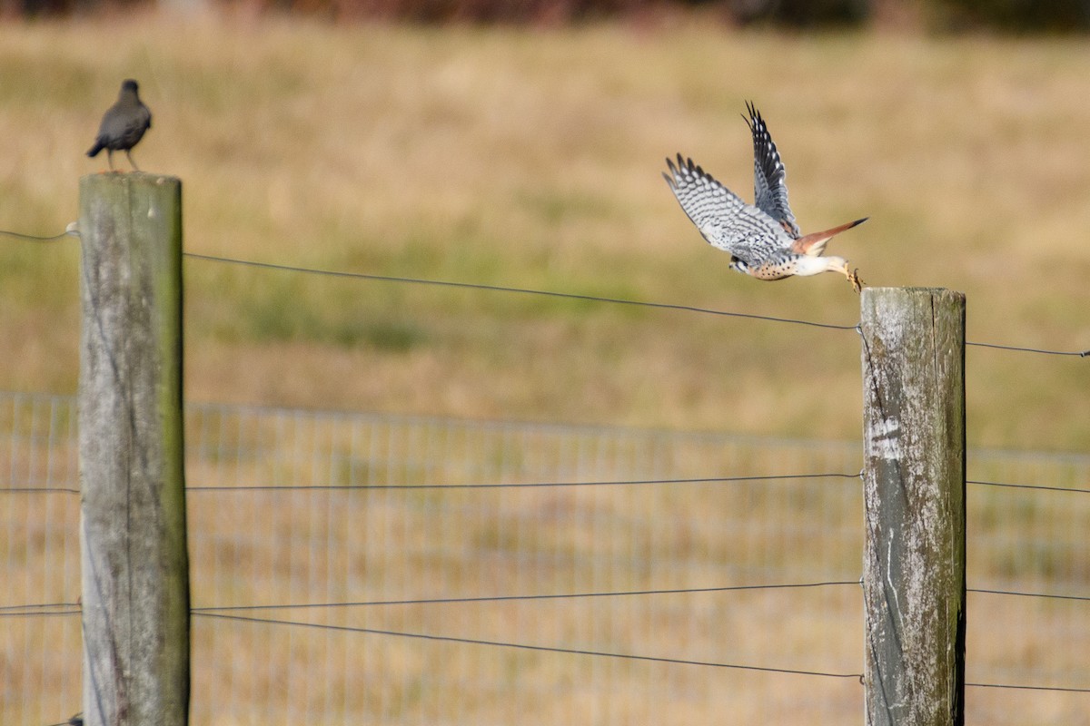 American Kestrel - ML625504565