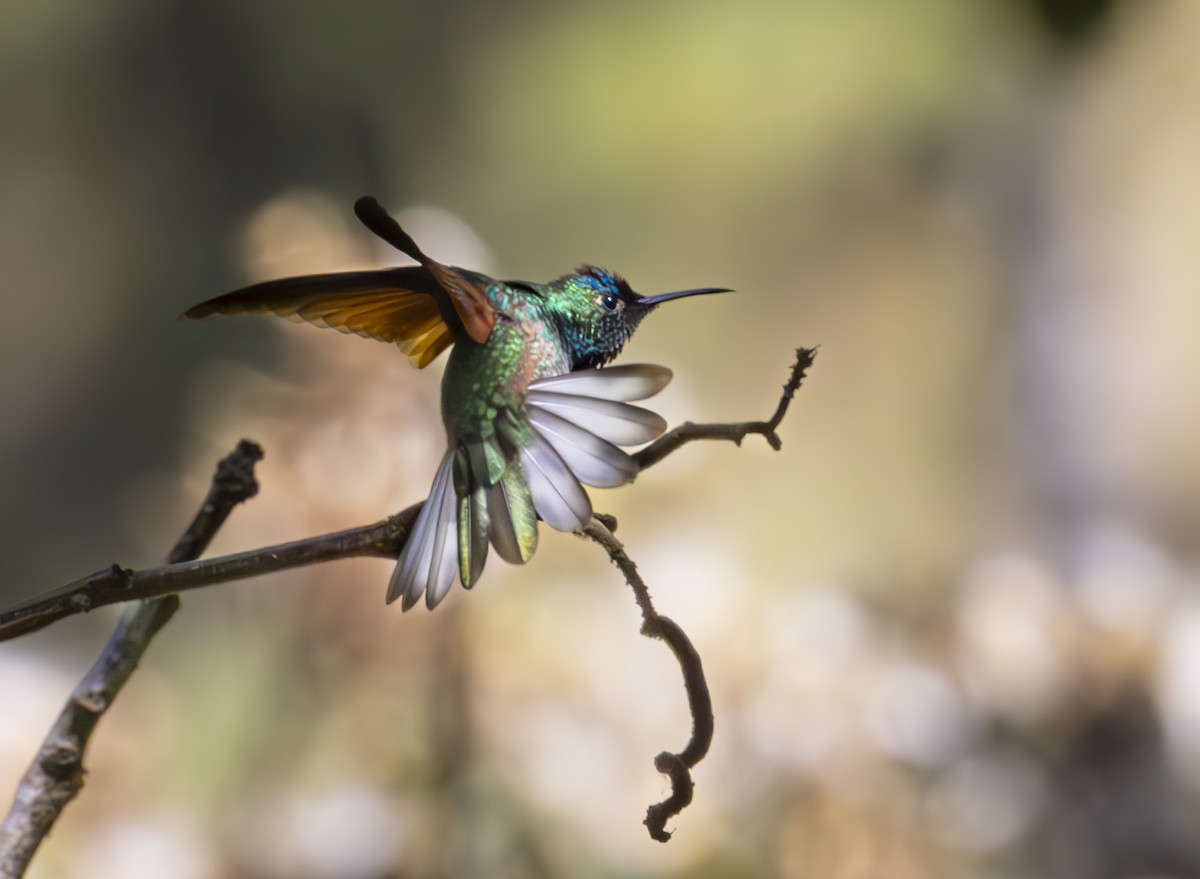 Blue-capped Hummingbird - ML625504568