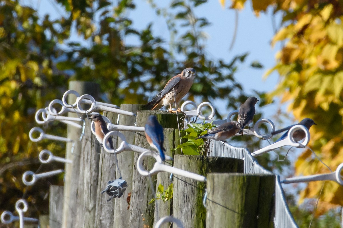 American Kestrel - ML625504571