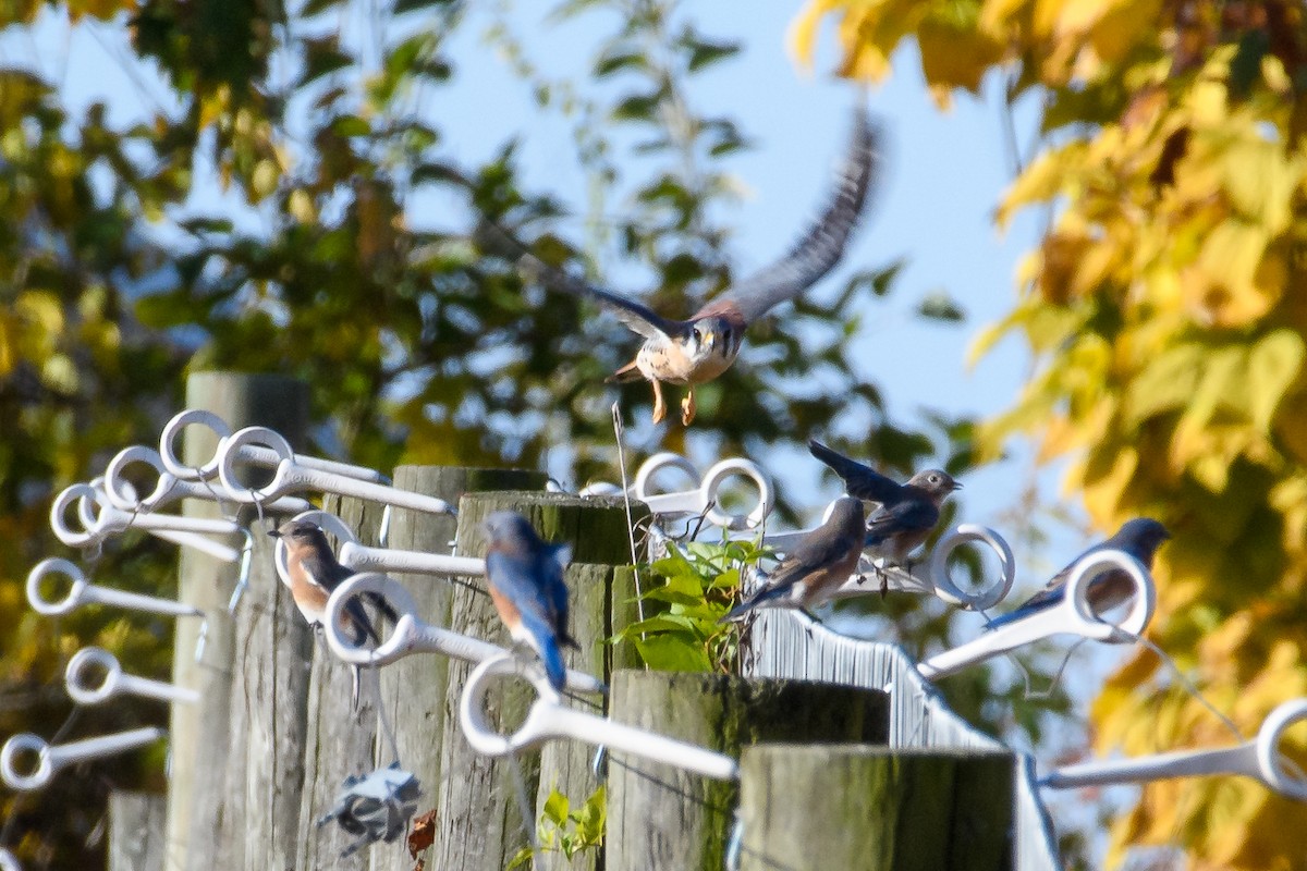 American Kestrel - ML625504577