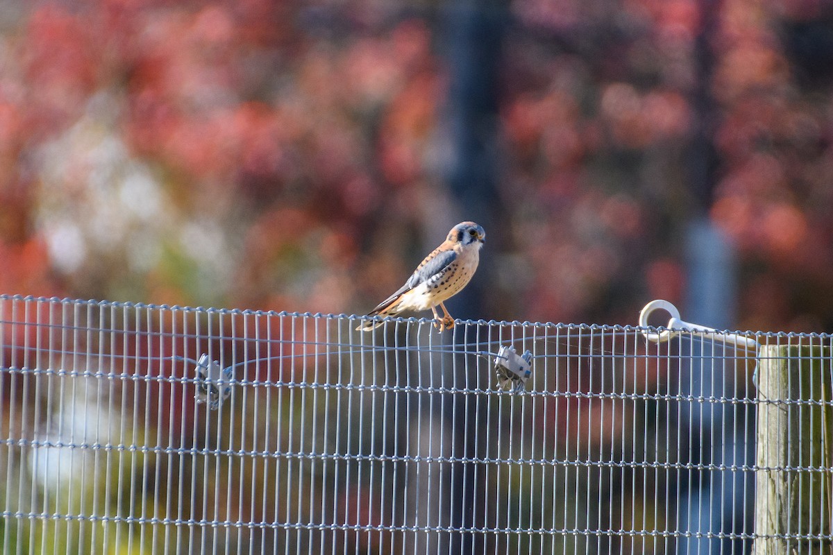American Kestrel - ML625504584