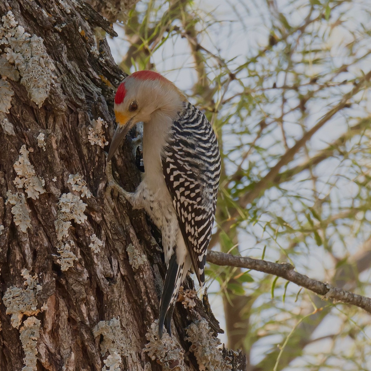 Golden-fronted Woodpecker - ML625504606