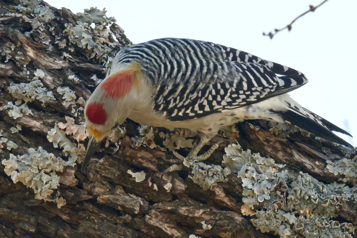 Golden-fronted Woodpecker - ML625504607