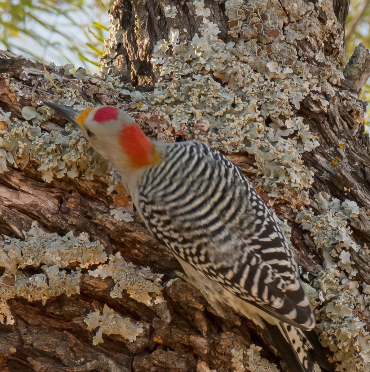 Golden-fronted Woodpecker - ML625504608