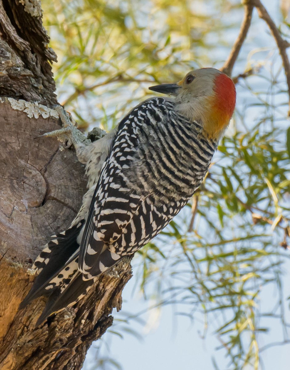 Golden-fronted Woodpecker - ML625504609