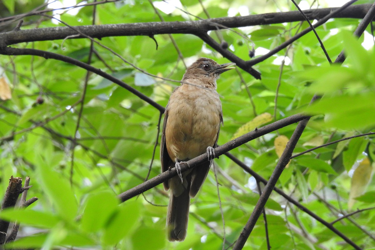 Clay-colored Thrush - ML625504626