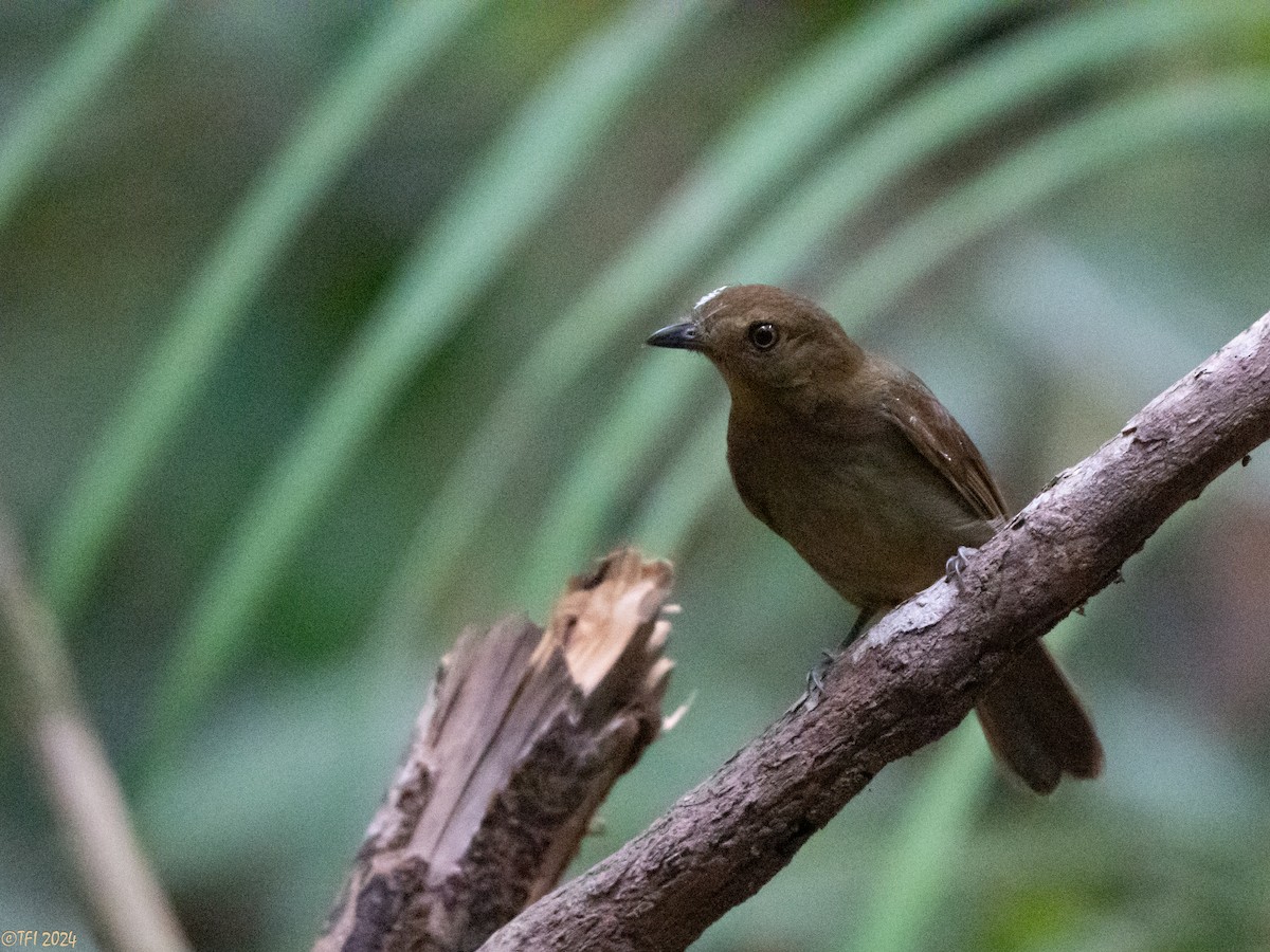 Brown-winged Schiffornis - ML625504701