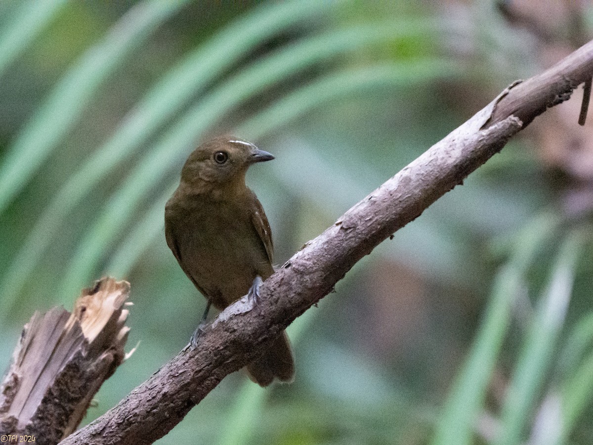 Brown-winged Schiffornis - ML625504707