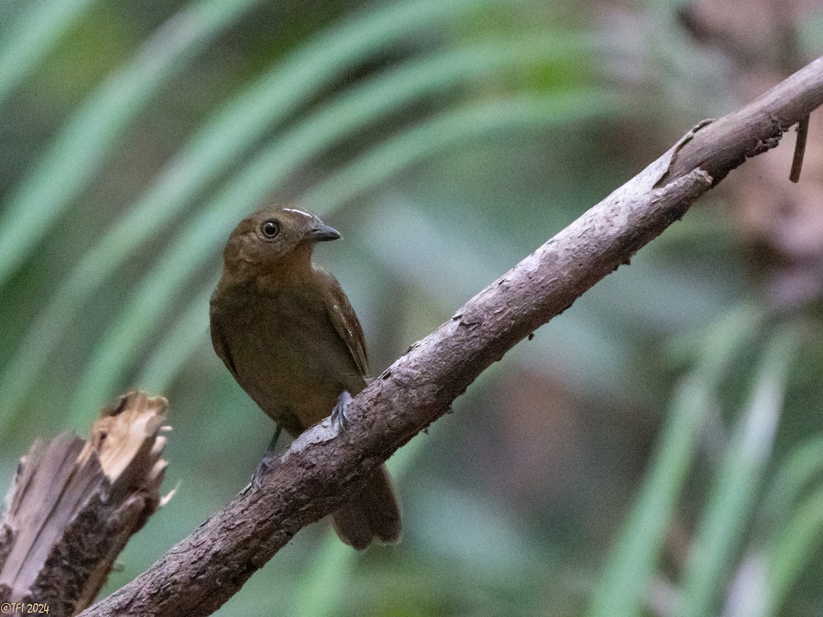 Brown-winged Schiffornis - ML625504716