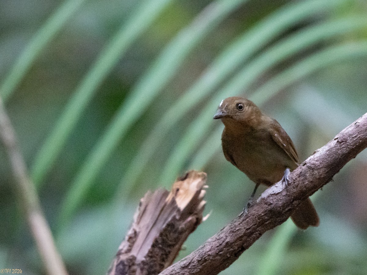 Brown-winged Schiffornis - ML625504721