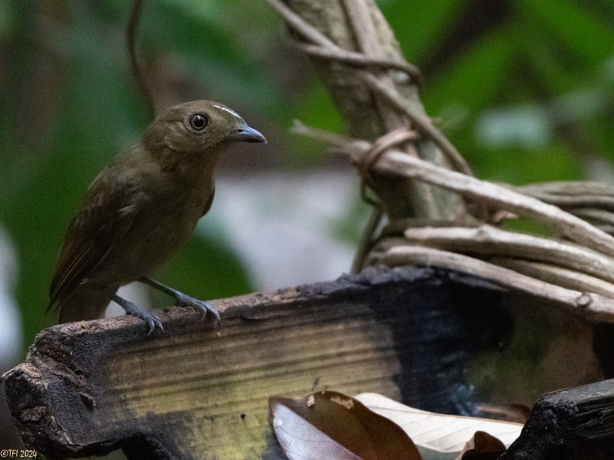 Brown-winged Schiffornis - ML625504727