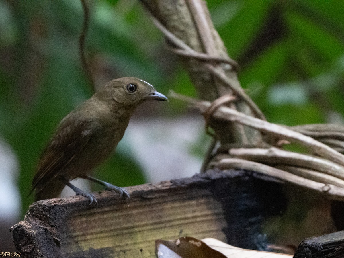 Brown-winged Schiffornis - ML625504733