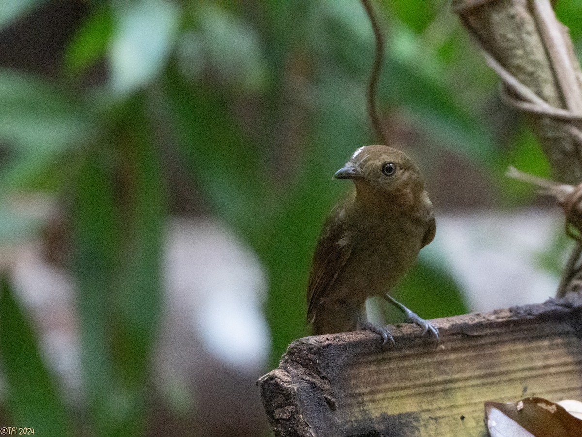 Brown-winged Schiffornis - ML625504739