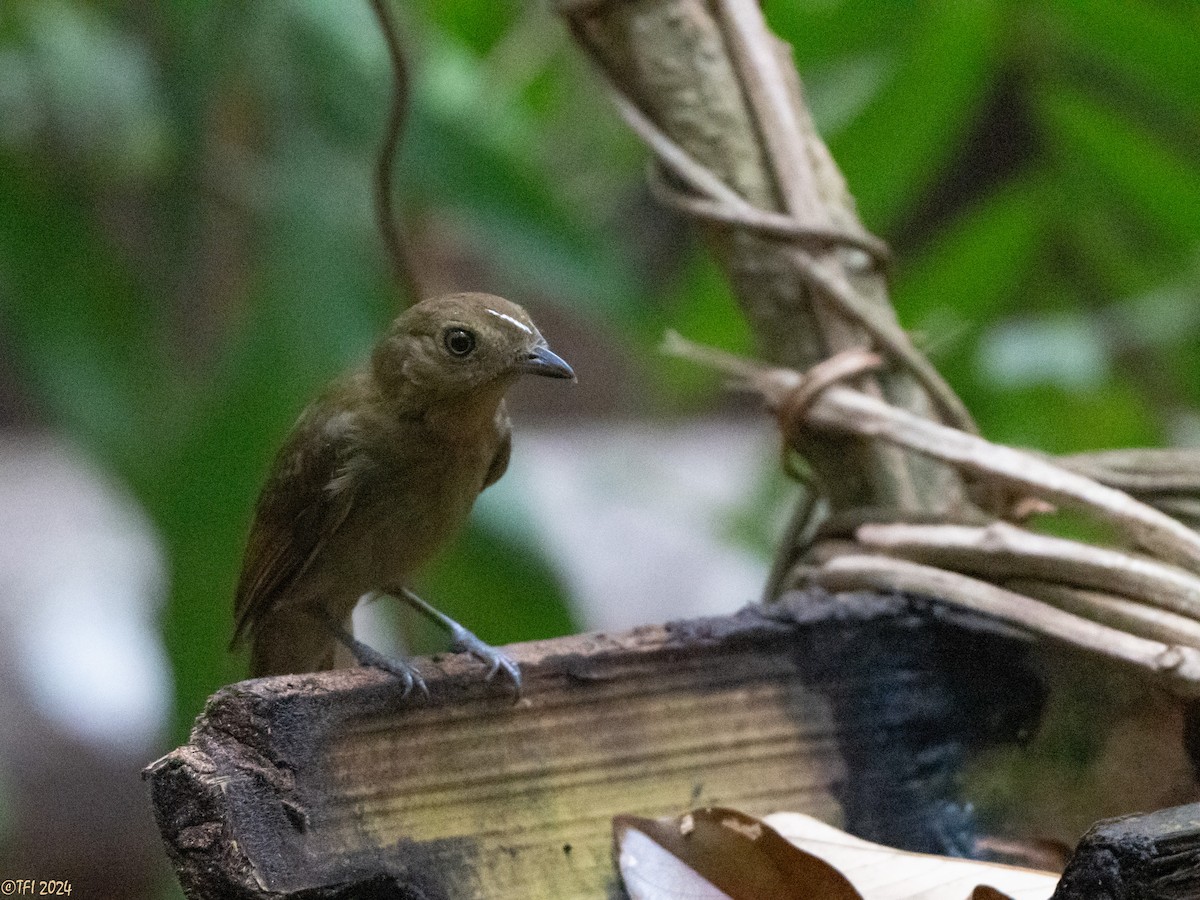 Brown-winged Schiffornis - ML625504741