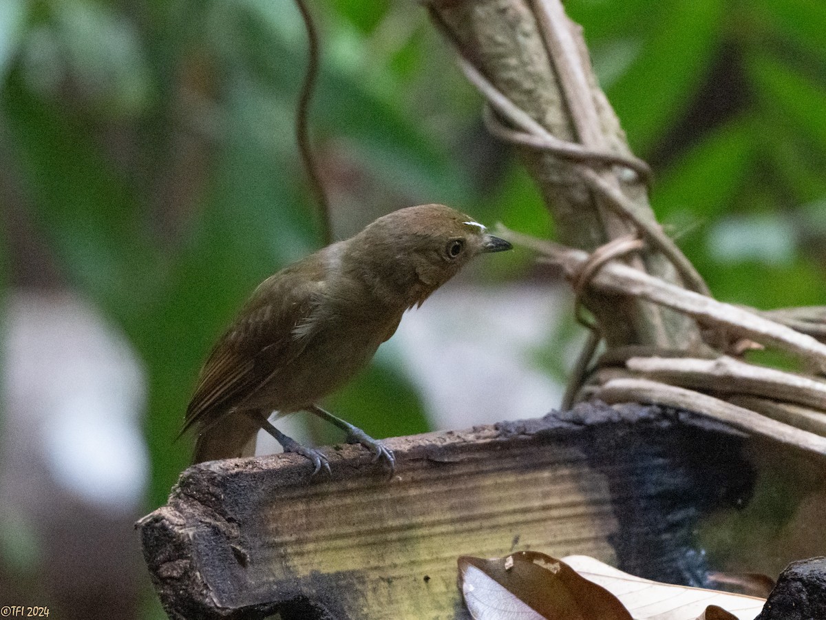 Brown-winged Schiffornis - ML625504746