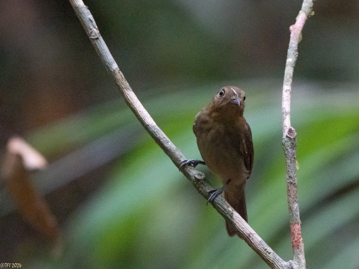 Brown-winged Schiffornis - ML625504753