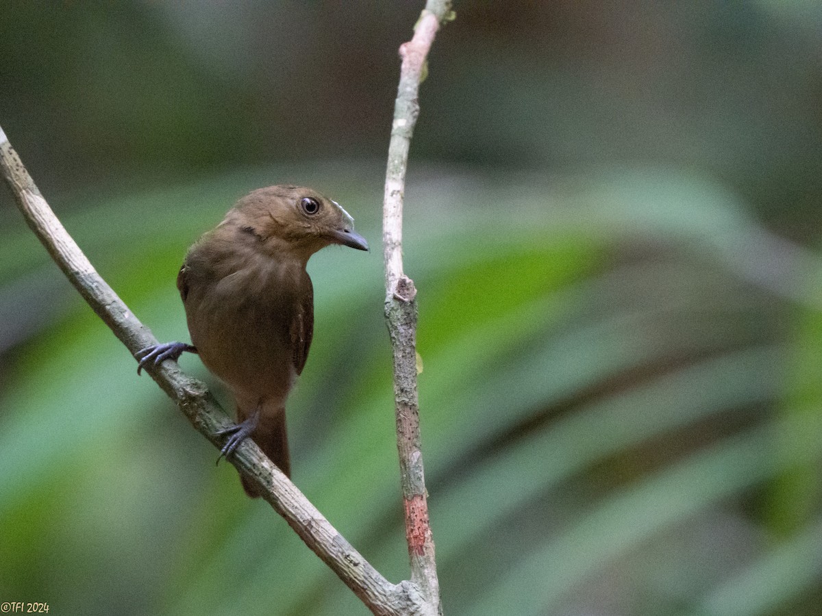 Brown-winged Schiffornis - ML625504757