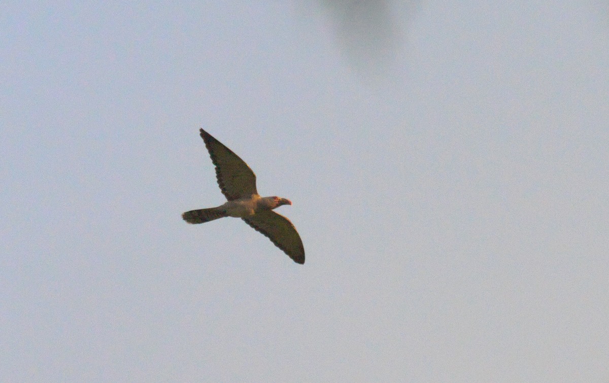 Channel-billed Cuckoo - ML625504775