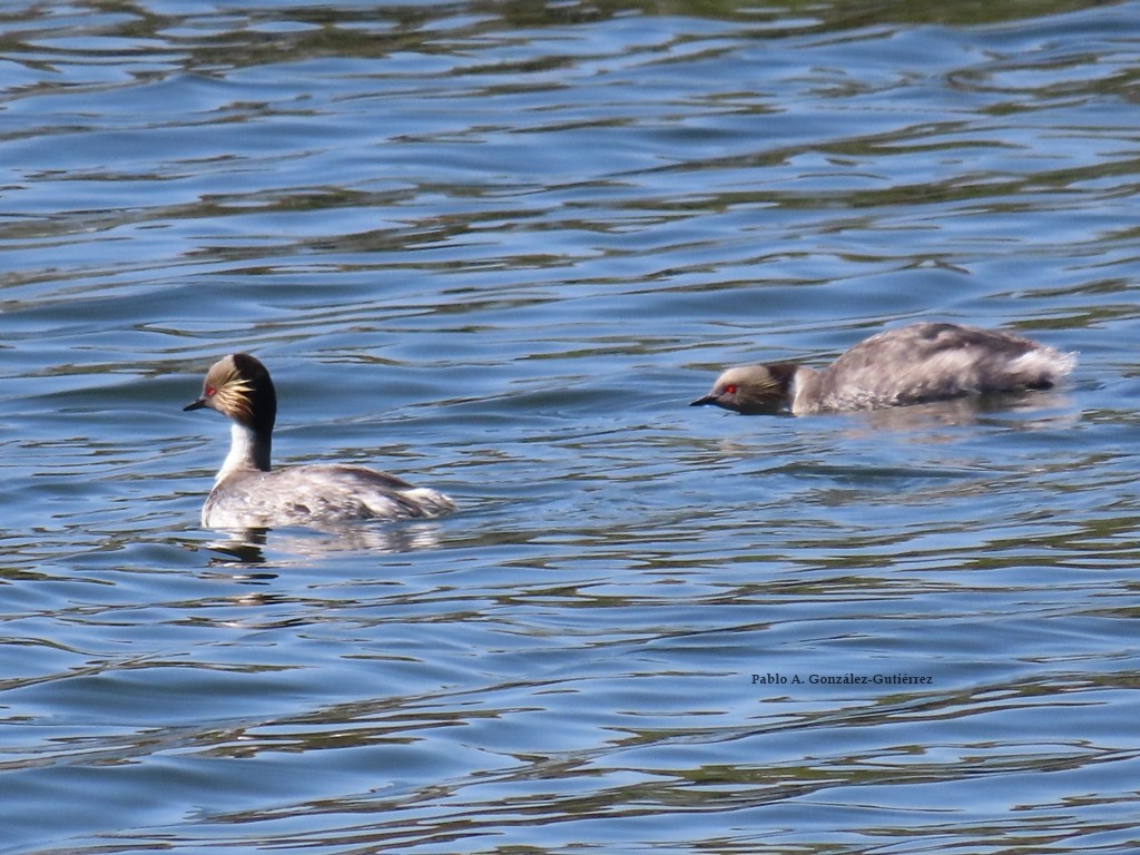 Silvery Grebe - ML625504877