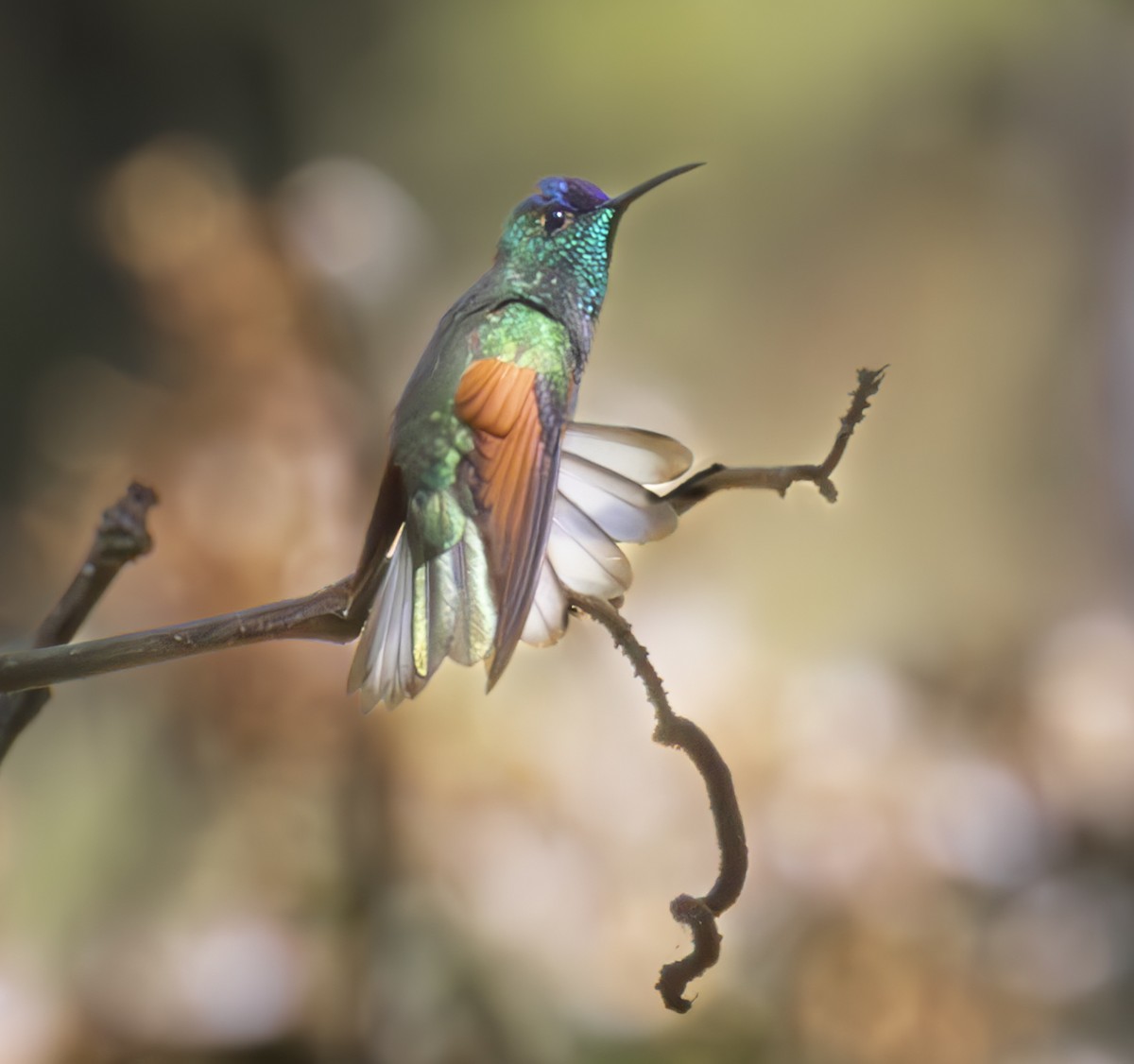 Blue-capped Hummingbird - ML625504895