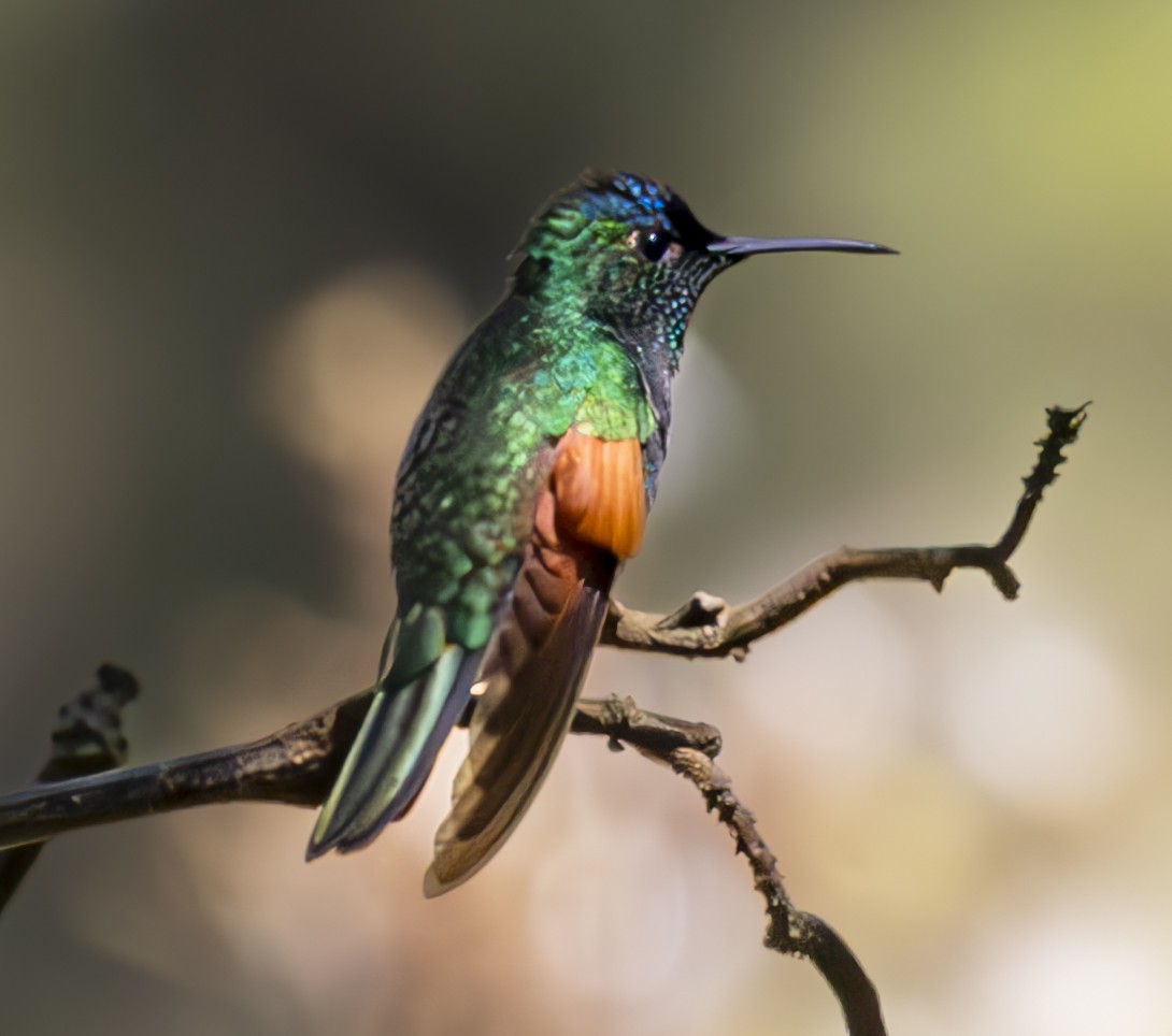 Blue-capped Hummingbird - ML625504903