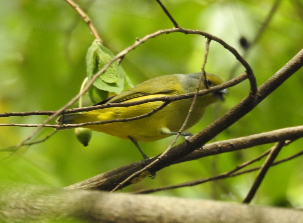 Scrub Euphonia - ML625504960