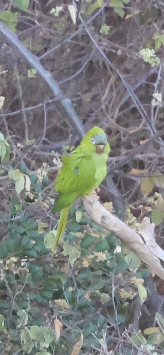 Blue-crowned Parakeet - ML625504962