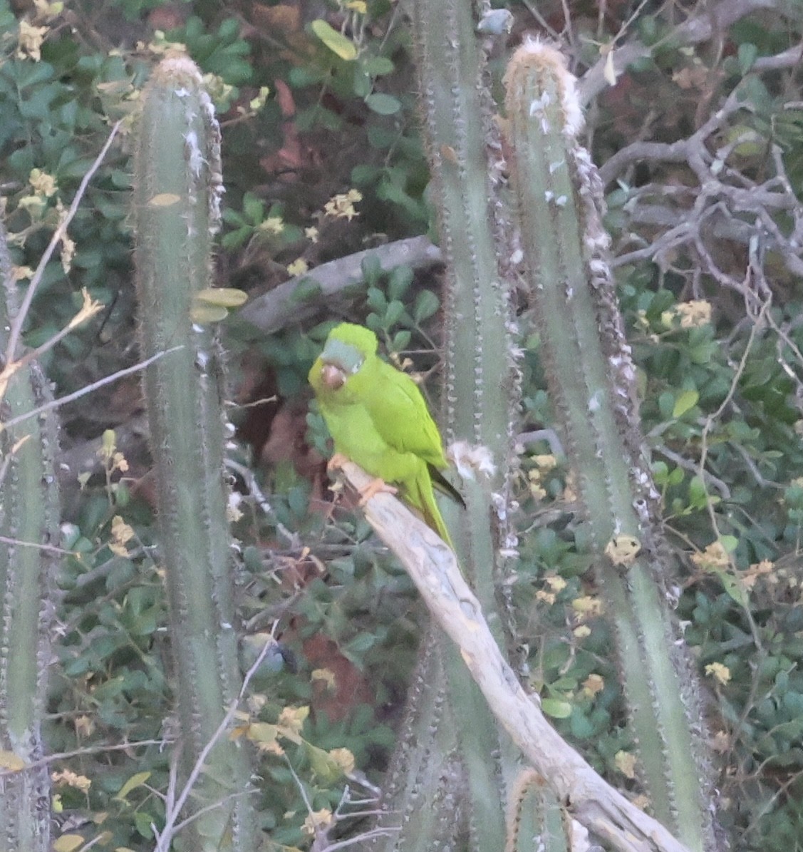 Blue-crowned Parakeet - ML625504963