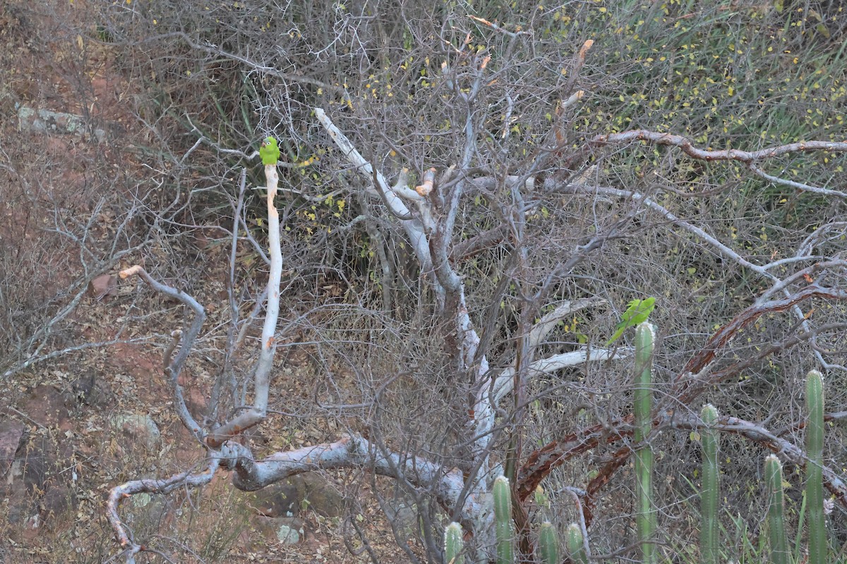 Blue-crowned Parakeet - ML625504966