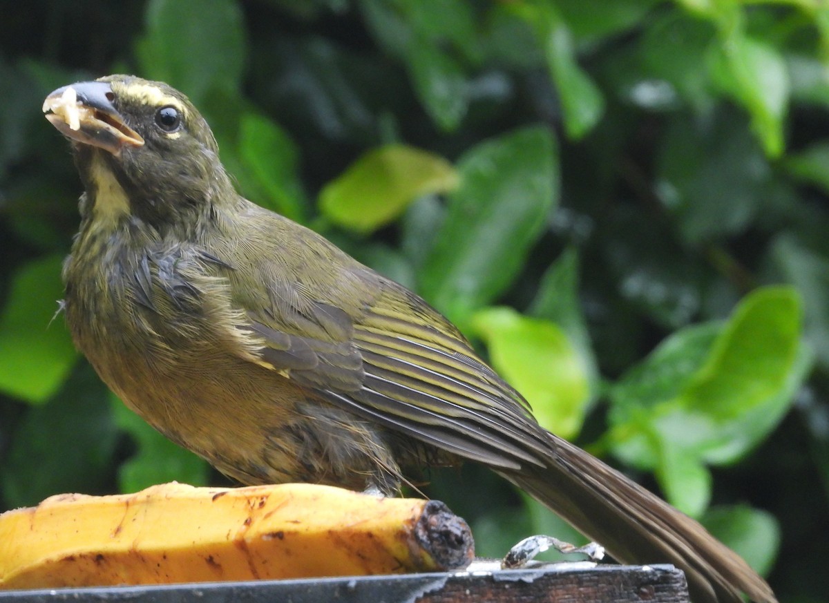 Cinnamon-bellied Saltator - ML625504993