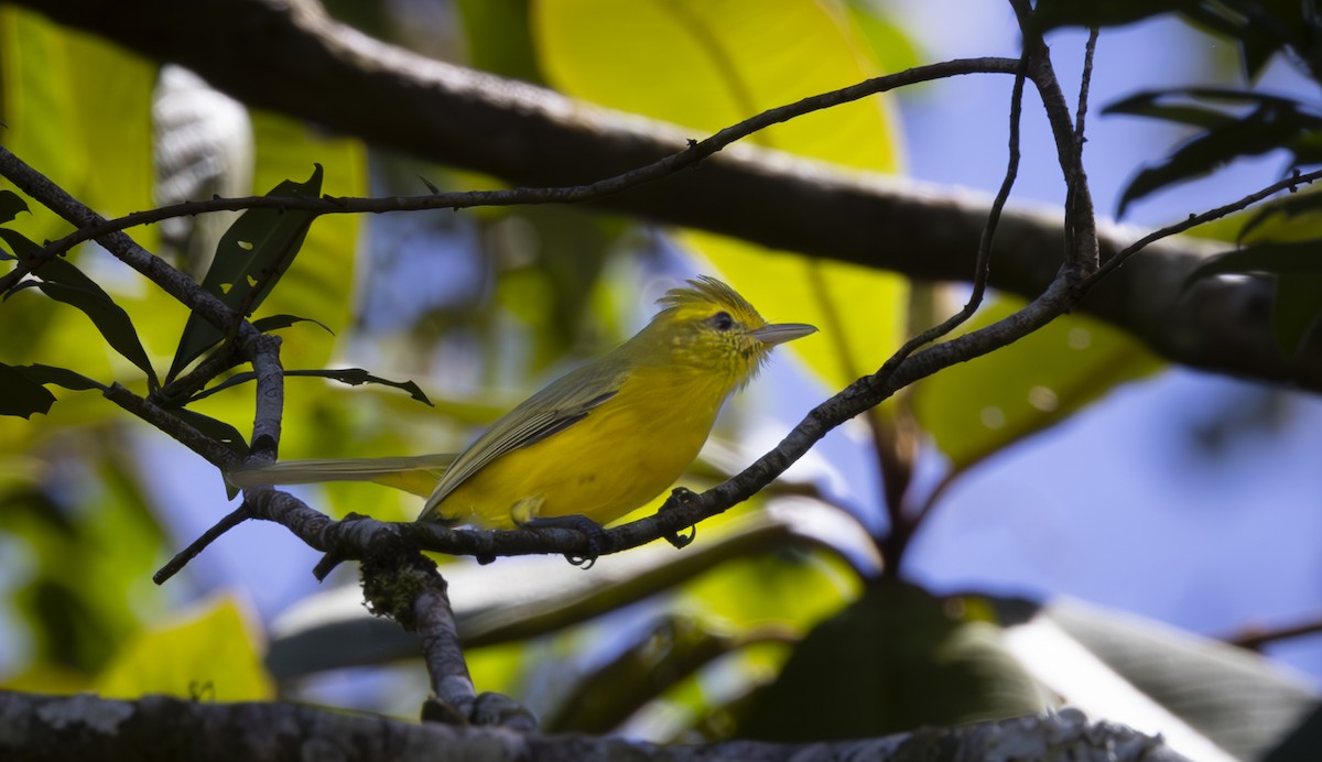 Golden Vireo - ML625505000