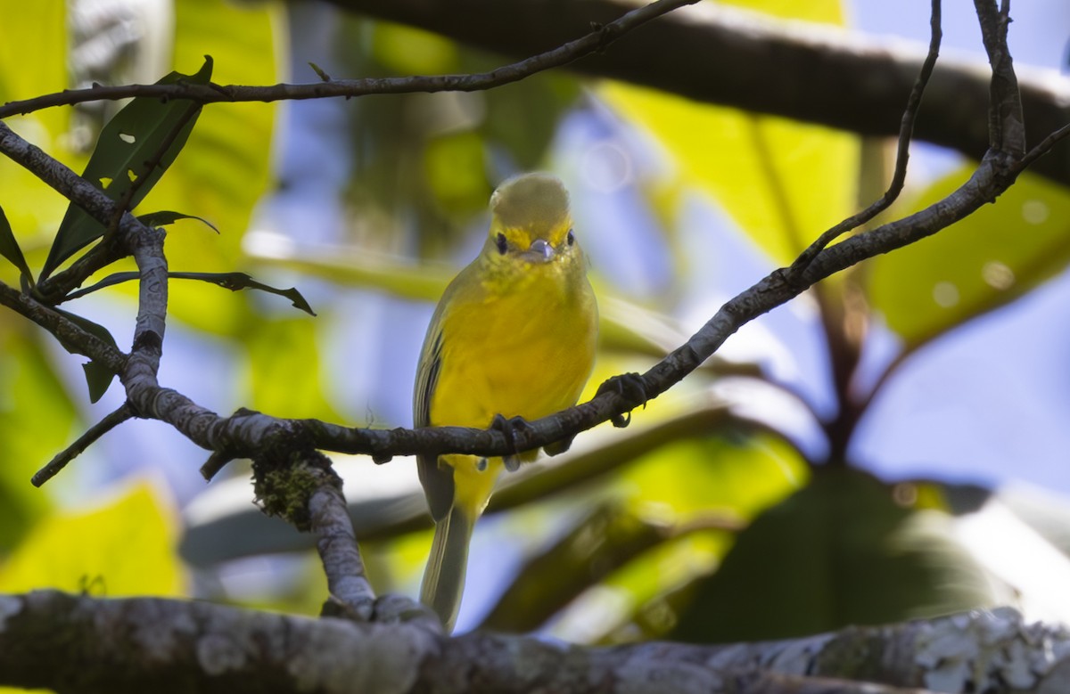 Golden Vireo - ML625505016