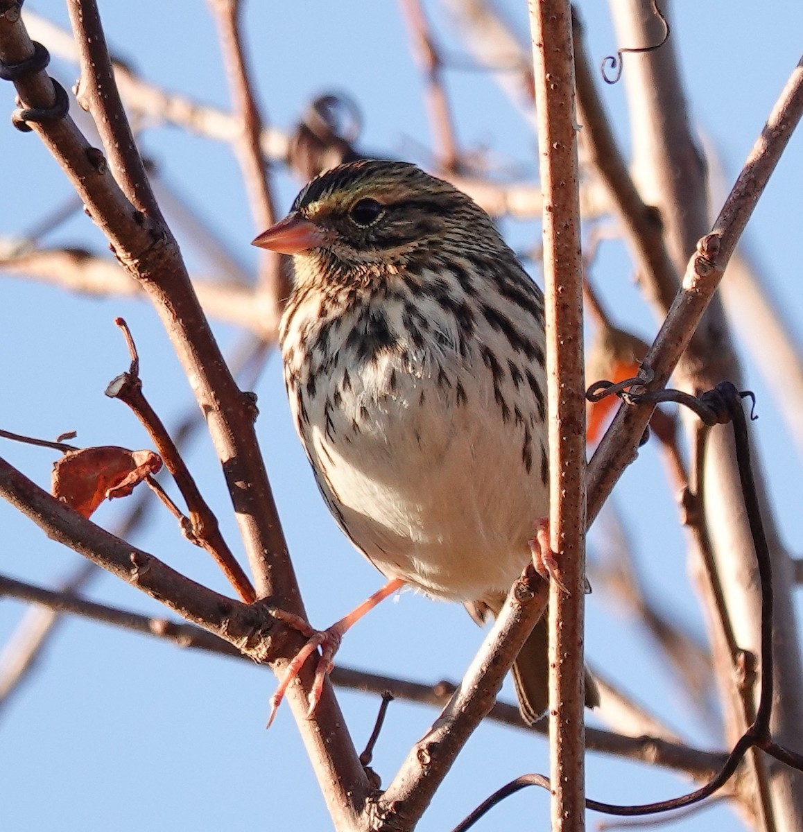 Savannah Sparrow - ML625505117