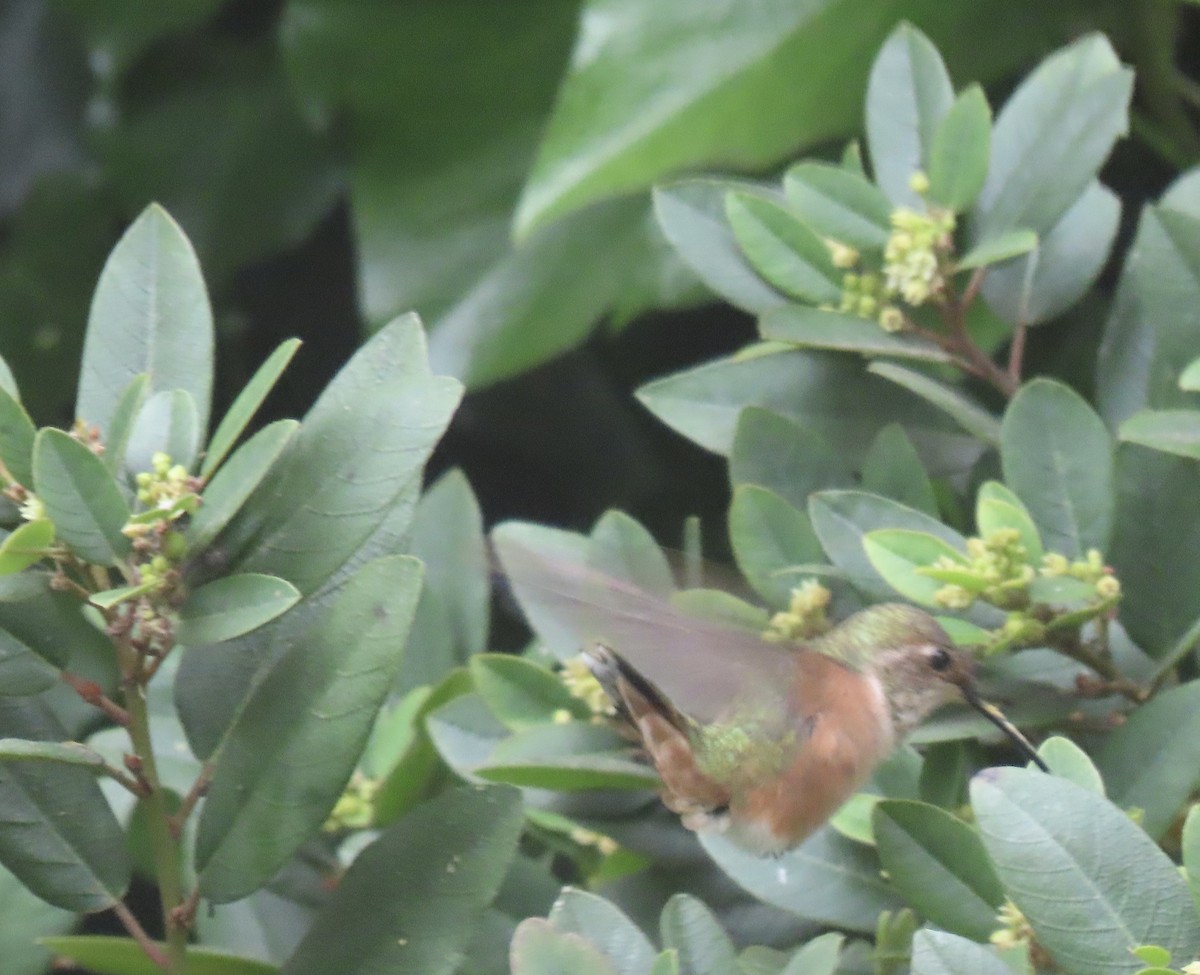 Rufous/Allen's Hummingbird - ML625505209