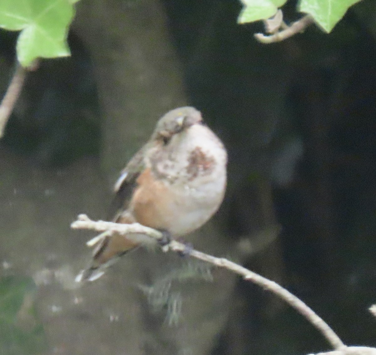 Rufous/Allen's Hummingbird - ML625505210